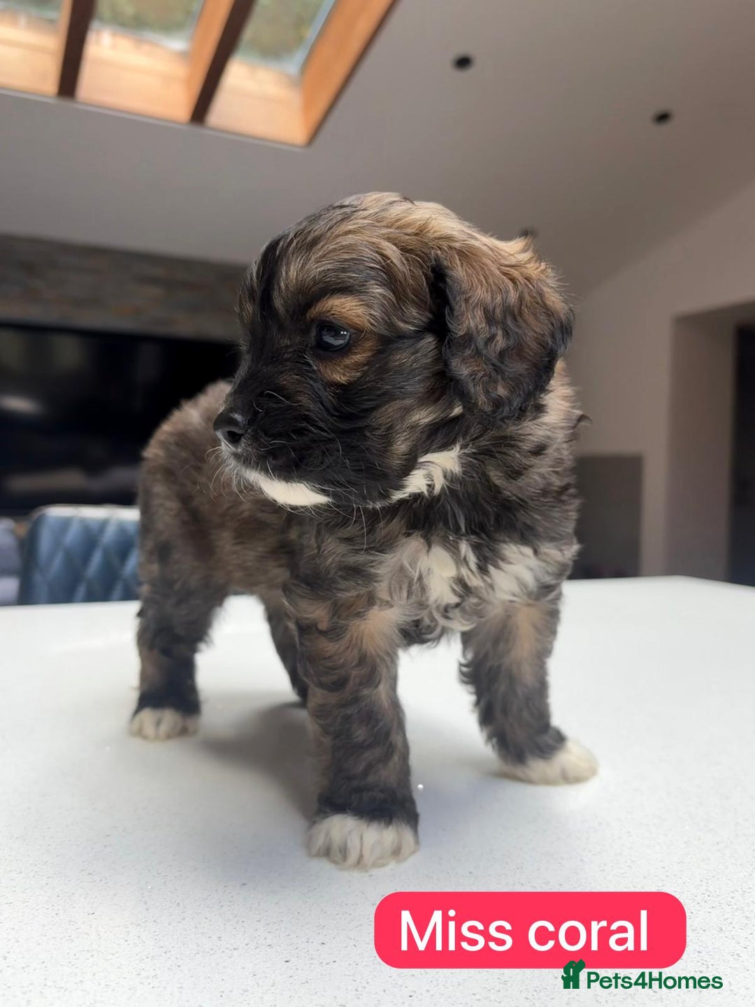 Mixed Breed dogs for sale: Outstanding Saint Bernadoodle Puppies  - Image 23