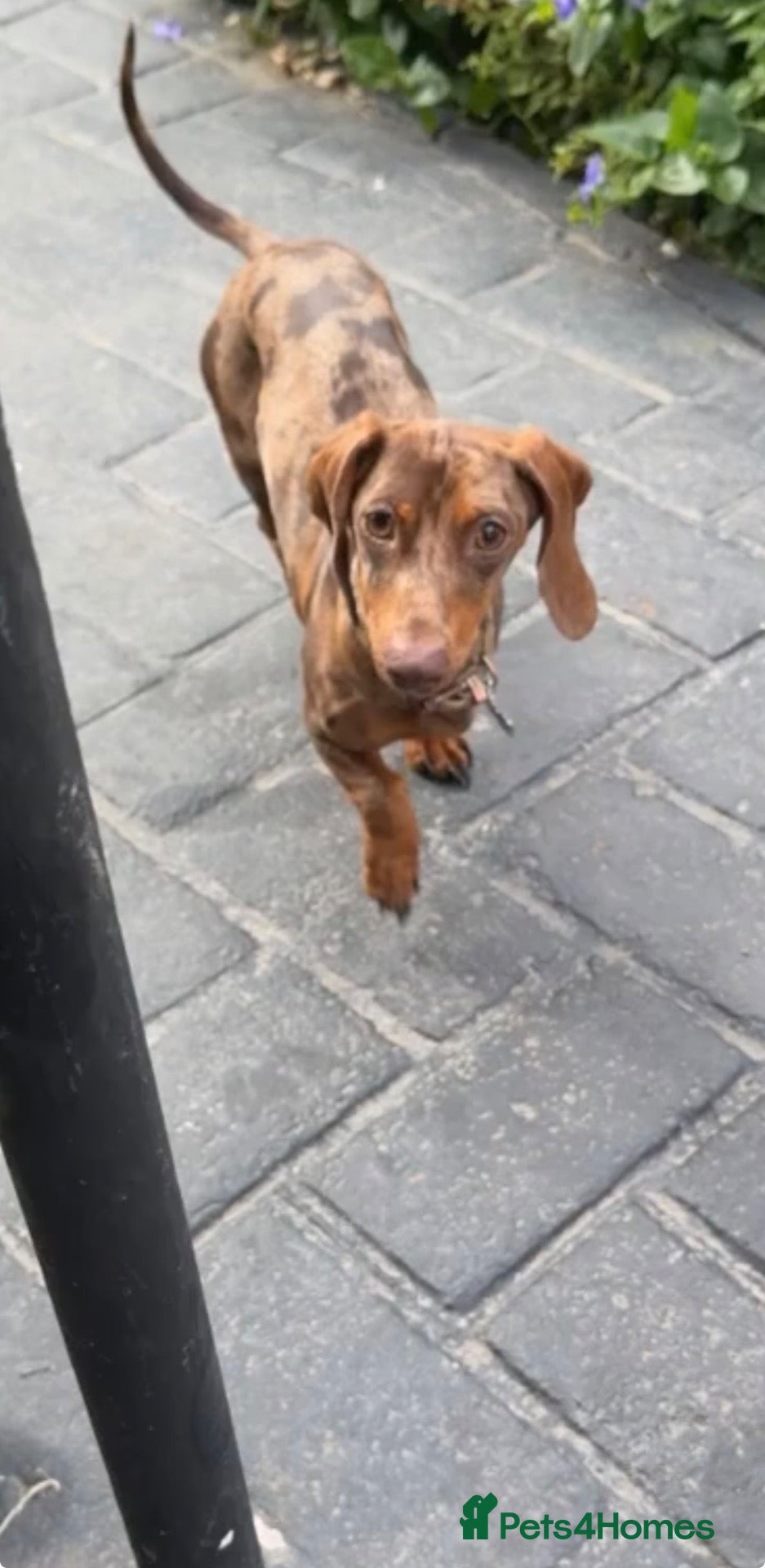Miniature Dachshund dogs Miniature sausage dogs - Advert 3