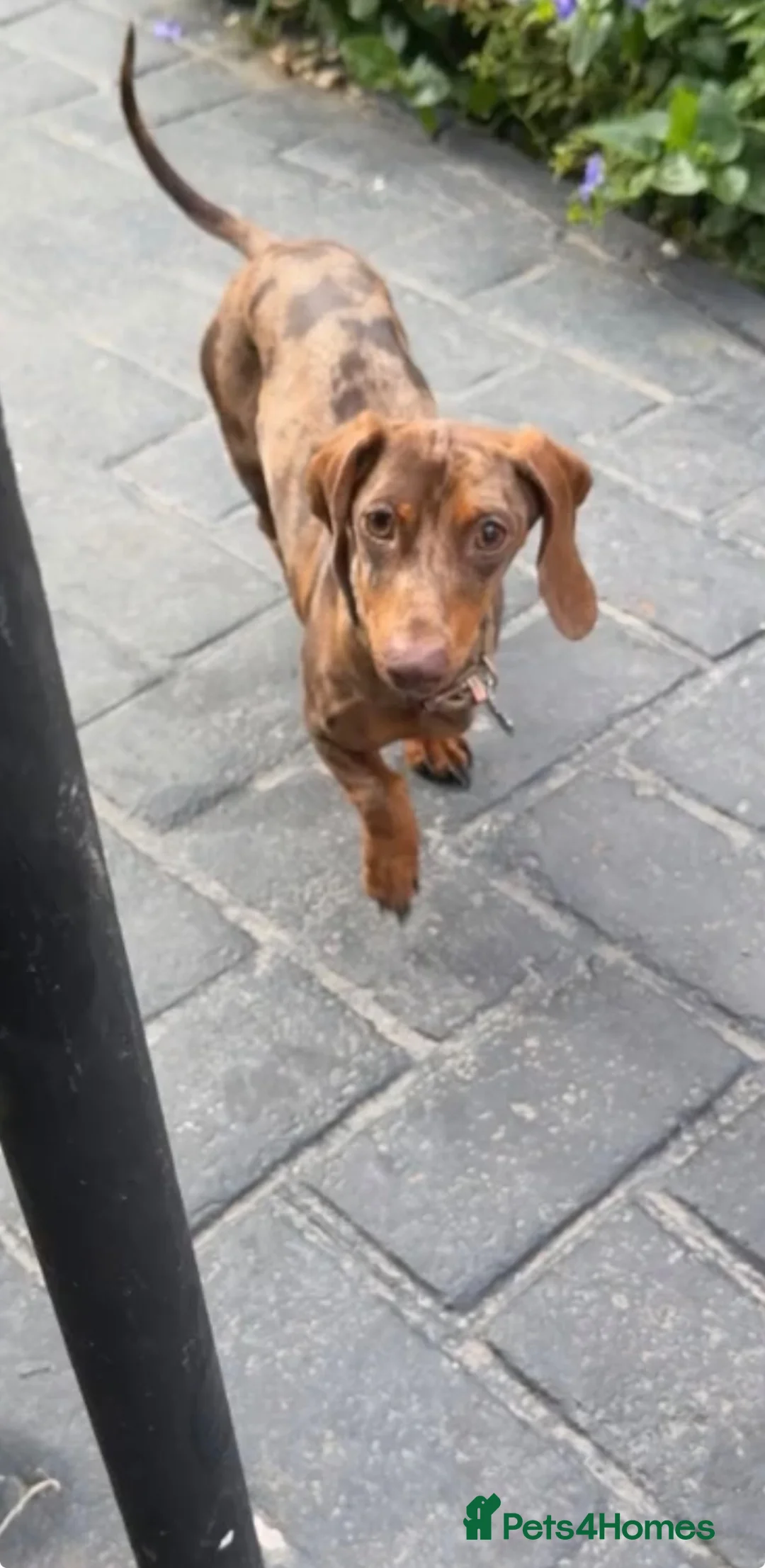 Miniature Dachshund dogs for sale: Miniature sausage dogs - Advert 1
