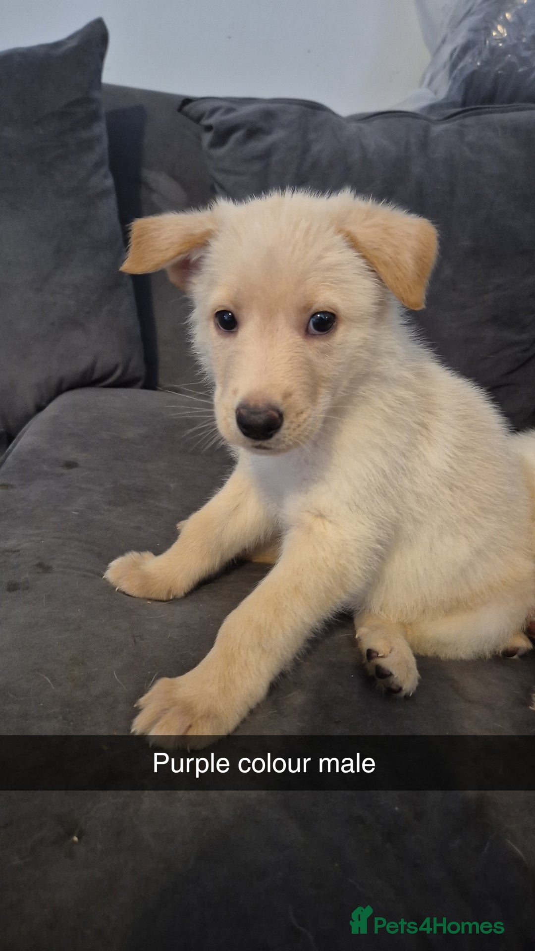 Mixed Breed dogs for sale: Shepinois puppies  - Advert 3