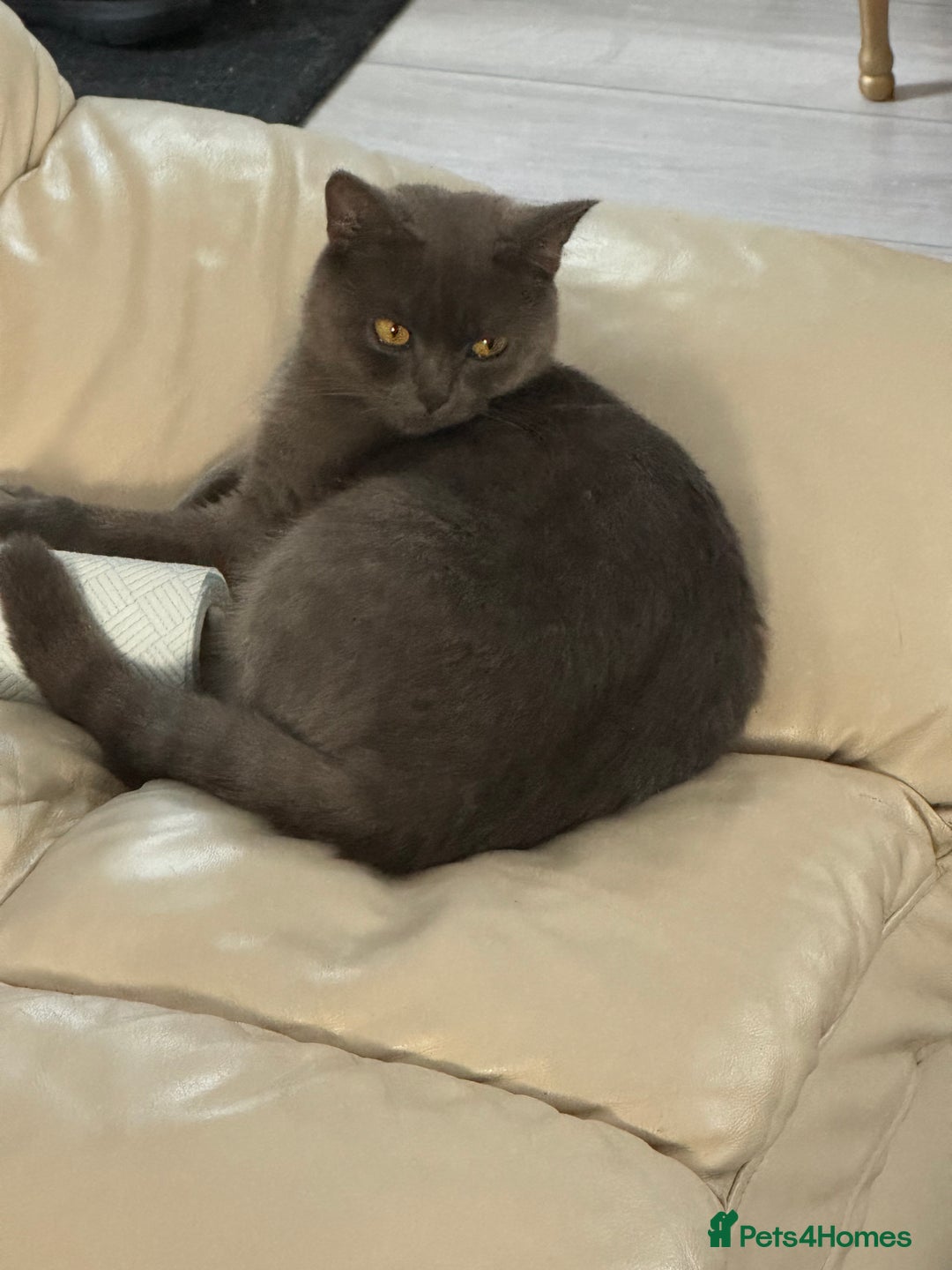 British Shorthair cats for sale: British shorthair kittens - Image 13
