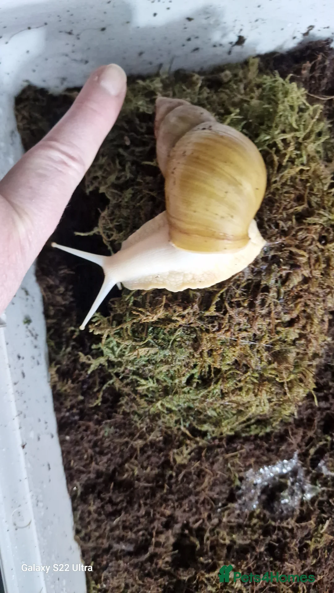 Snails invertebrates for sale: Giant African land snails  - Advert 5
