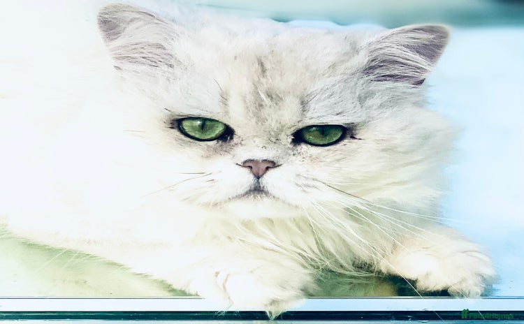 Persian cats in Gerrards Cross - Advert 7
