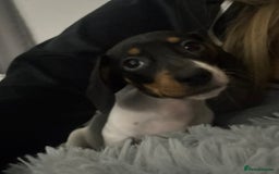 Miniature Dachshund dogs for sale: Four beautiful miniature dachshund girls - Advert 38