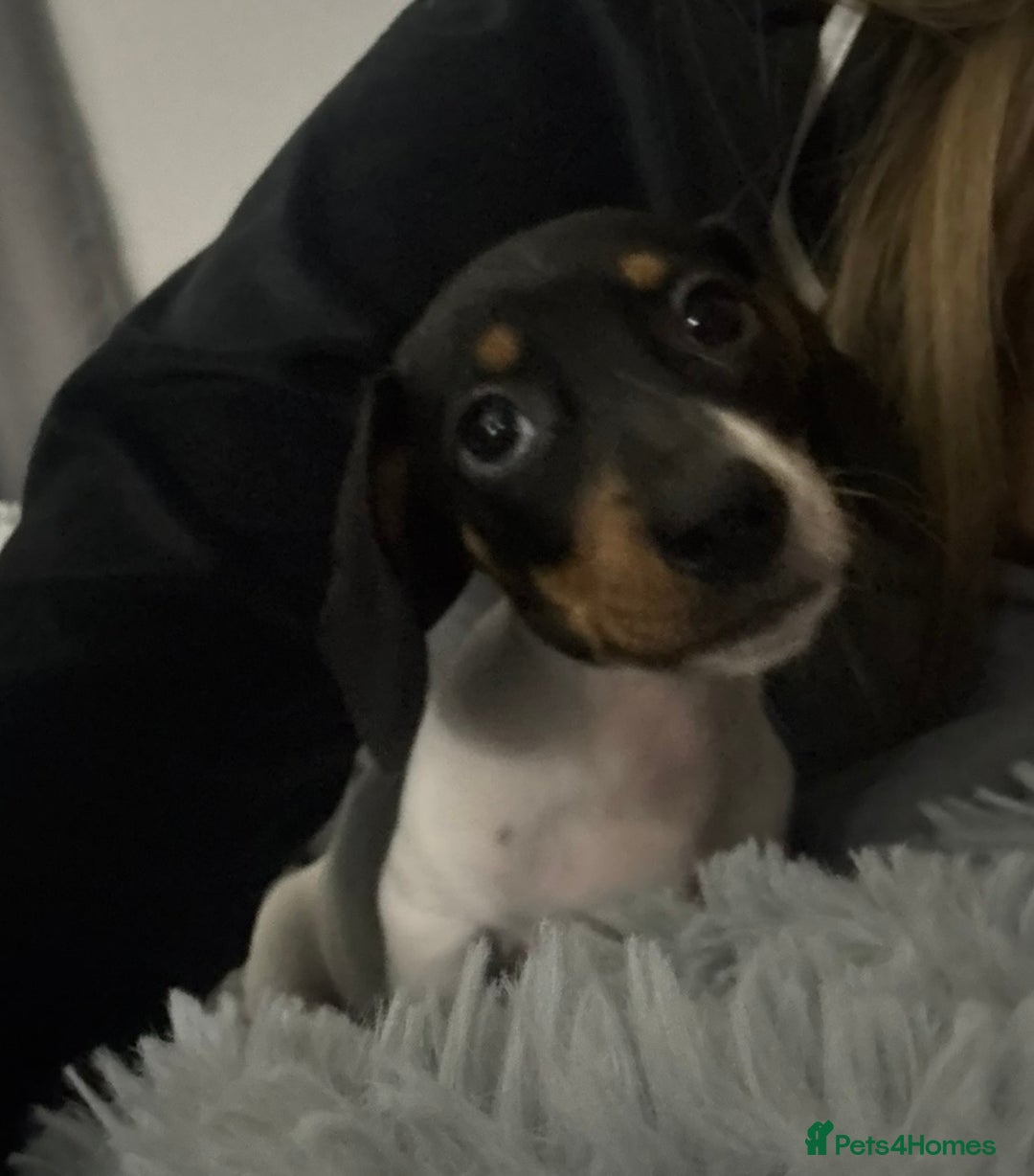 Miniature Dachshund dogs for sale: Four beautiful miniature dachshund girls - Advert 38