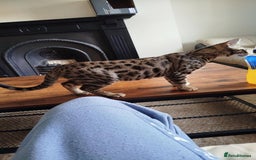 Bengal cats for sale: Beautiful bengal boy - Image 6