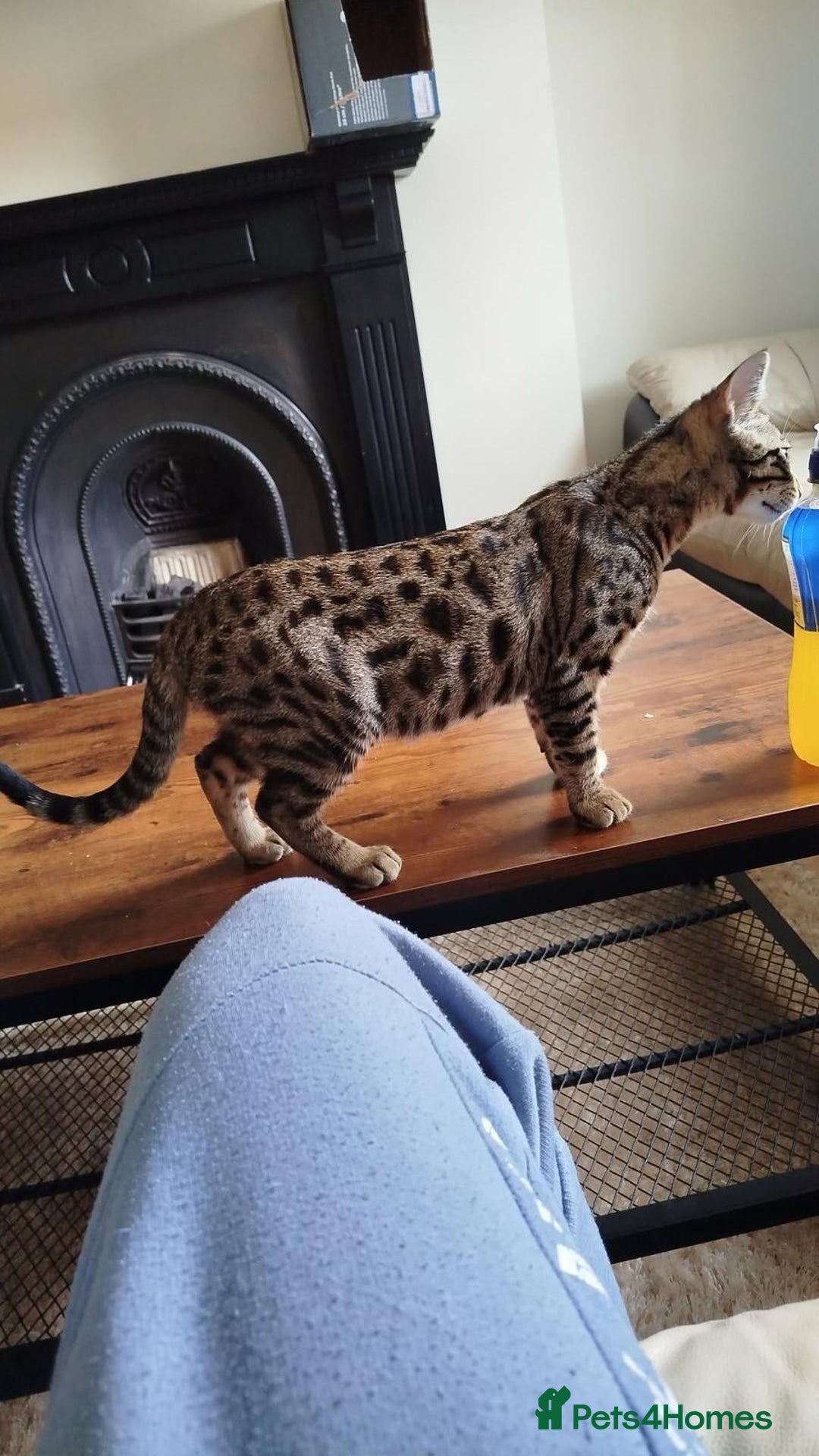 Bengal cats for sale: Beautiful bengal boy - Image 6