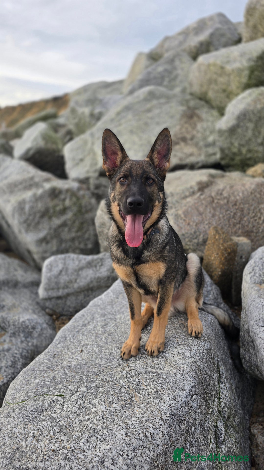 German Shepherd dogs for sale: 7 month old German Shepherd  - Advert 2