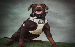 Dobermann dogs for sale: Beautiful litter of Doberman puppies  - Image 19
