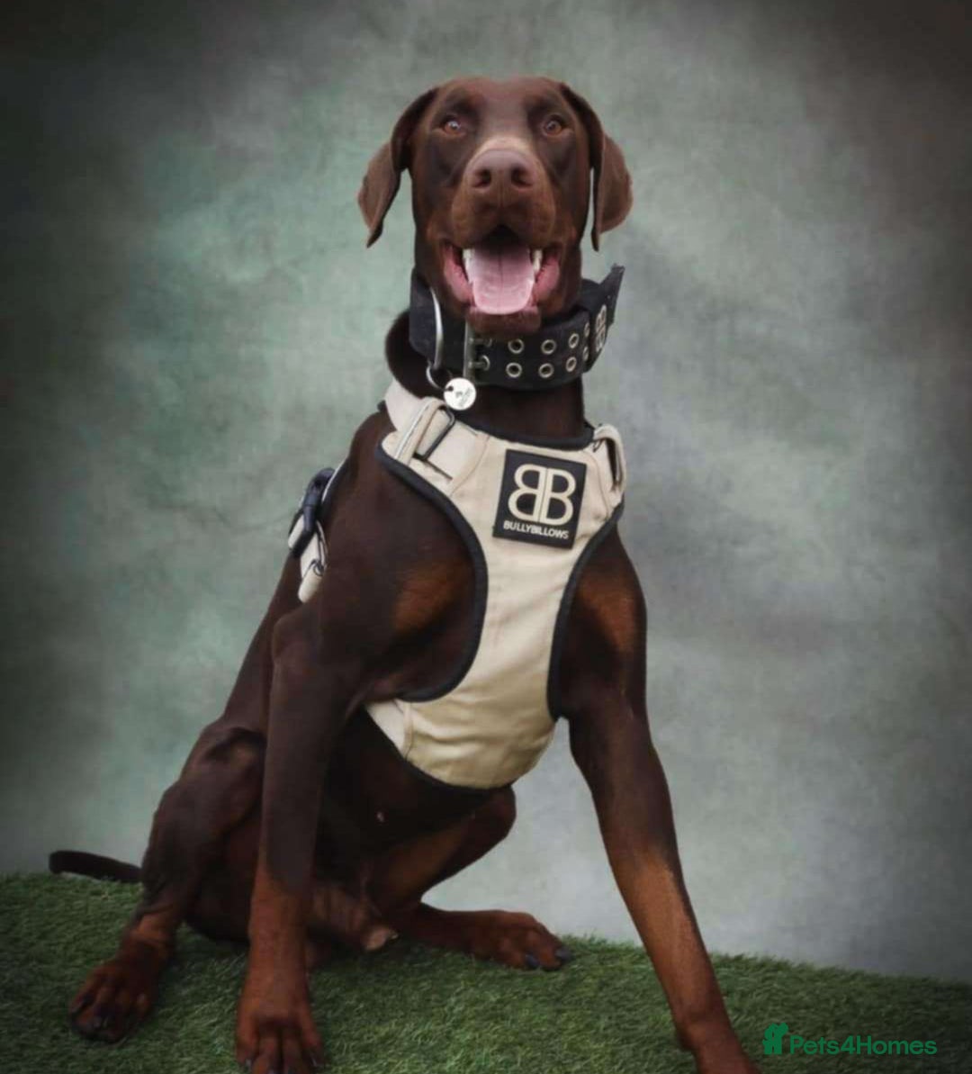 Dobermann dogs for sale: Beautiful litter of Doberman puppies  - Image 19