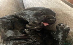 Cockapoo dogs for sale: F2 Cockapoo pups  - Image 20