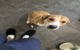 Mixed Breed dogs for sale: Honey  - Image 3