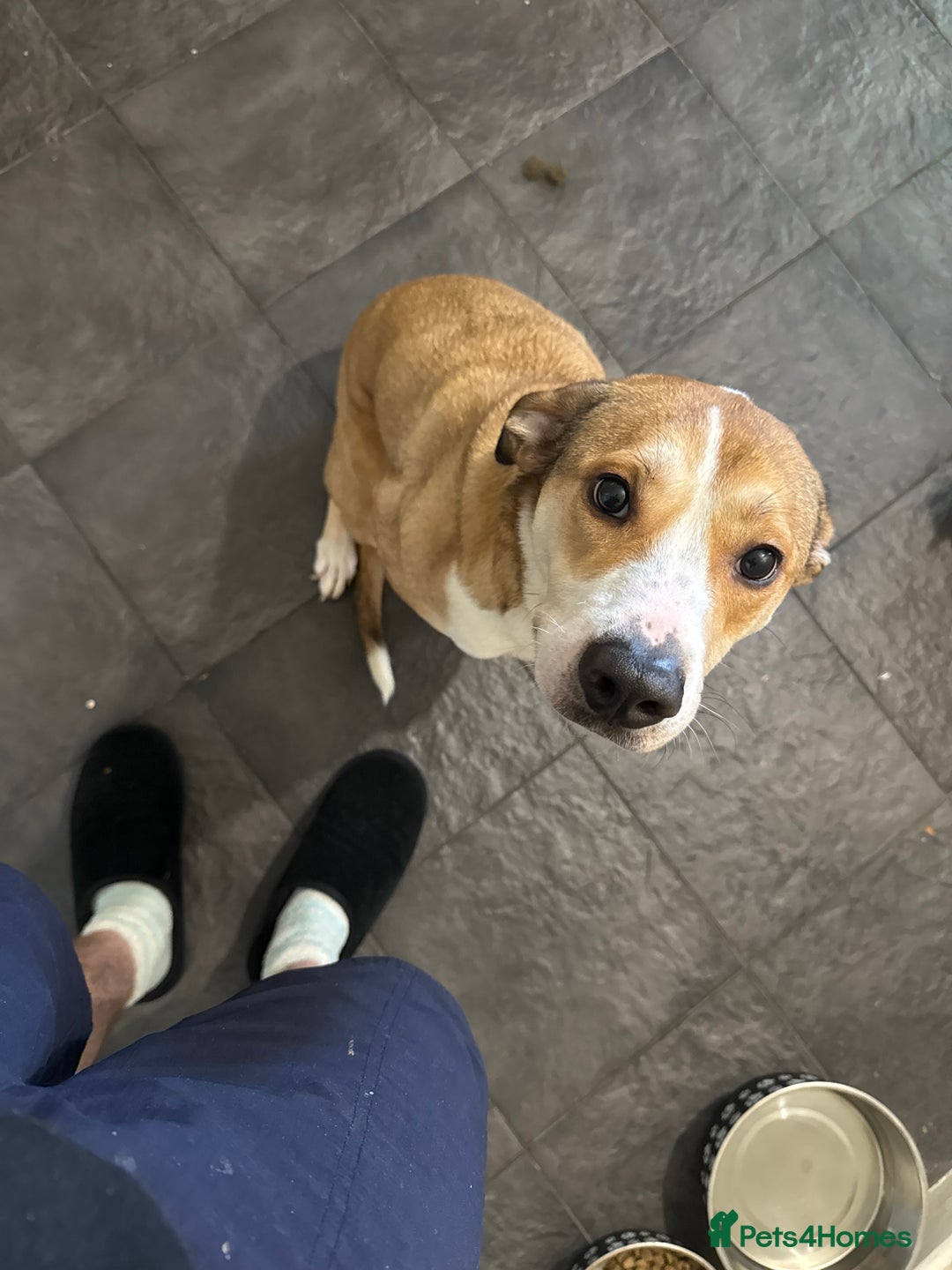 Mixed Breed dogs for sale: Honey  - Image 3