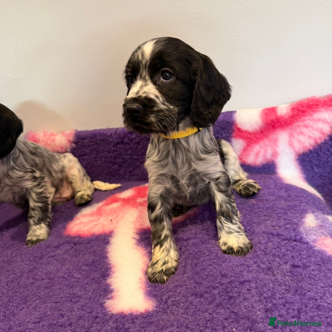 Cocker Spaniel dogs for sale: Stunning cocker spaniel pups  - Advert 27