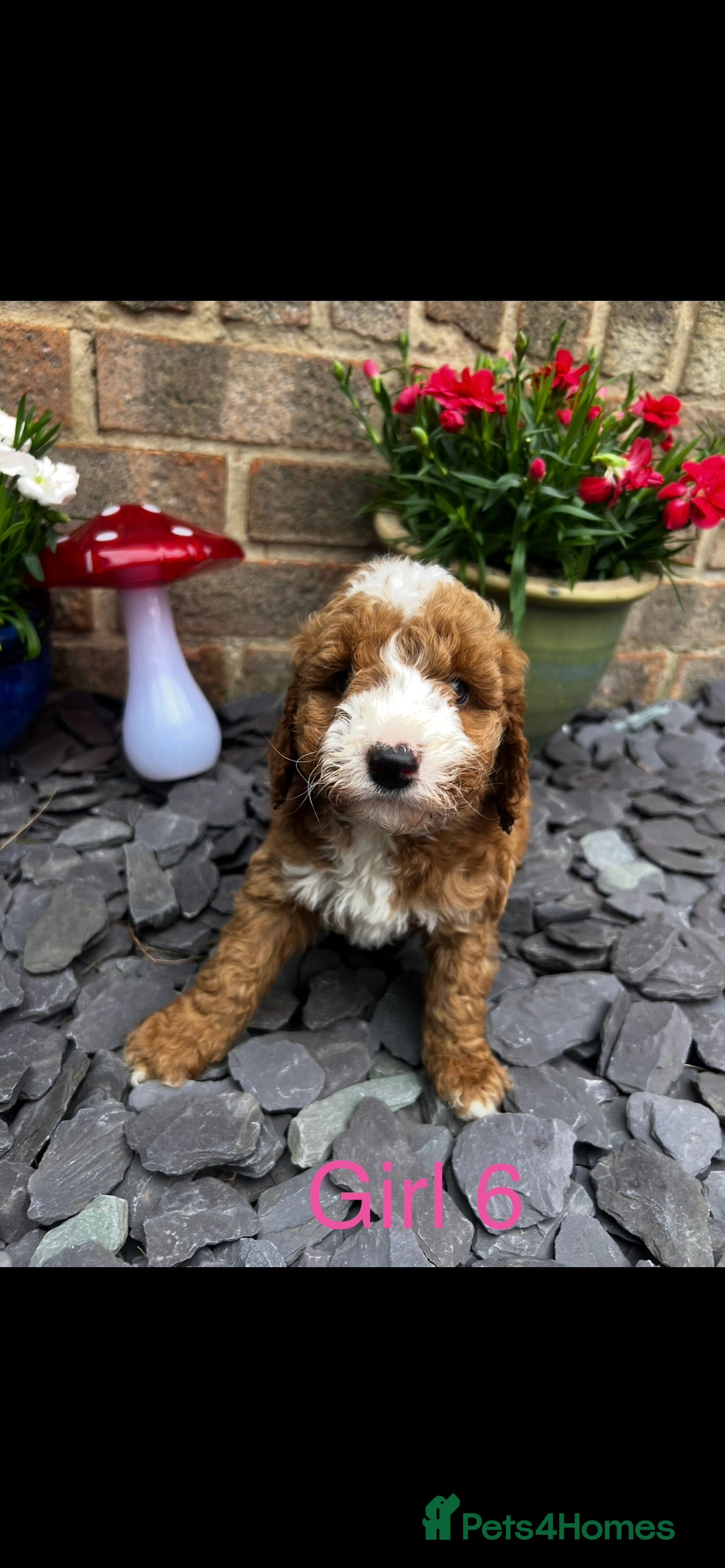 Cockapoo dogs F1b cockerpoos for sale - Advert 1