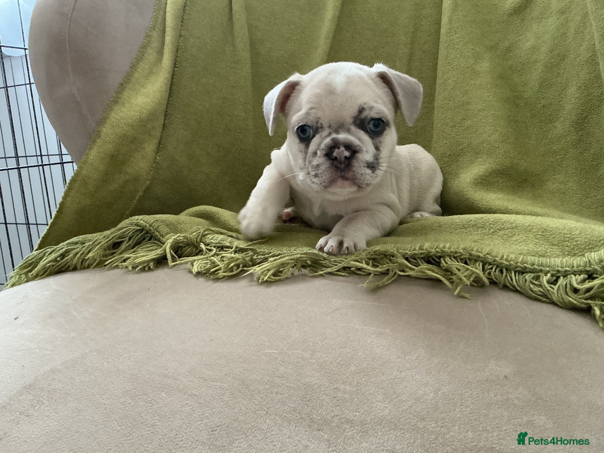 French Bulldog dogs French bulldog  - Advert 2
