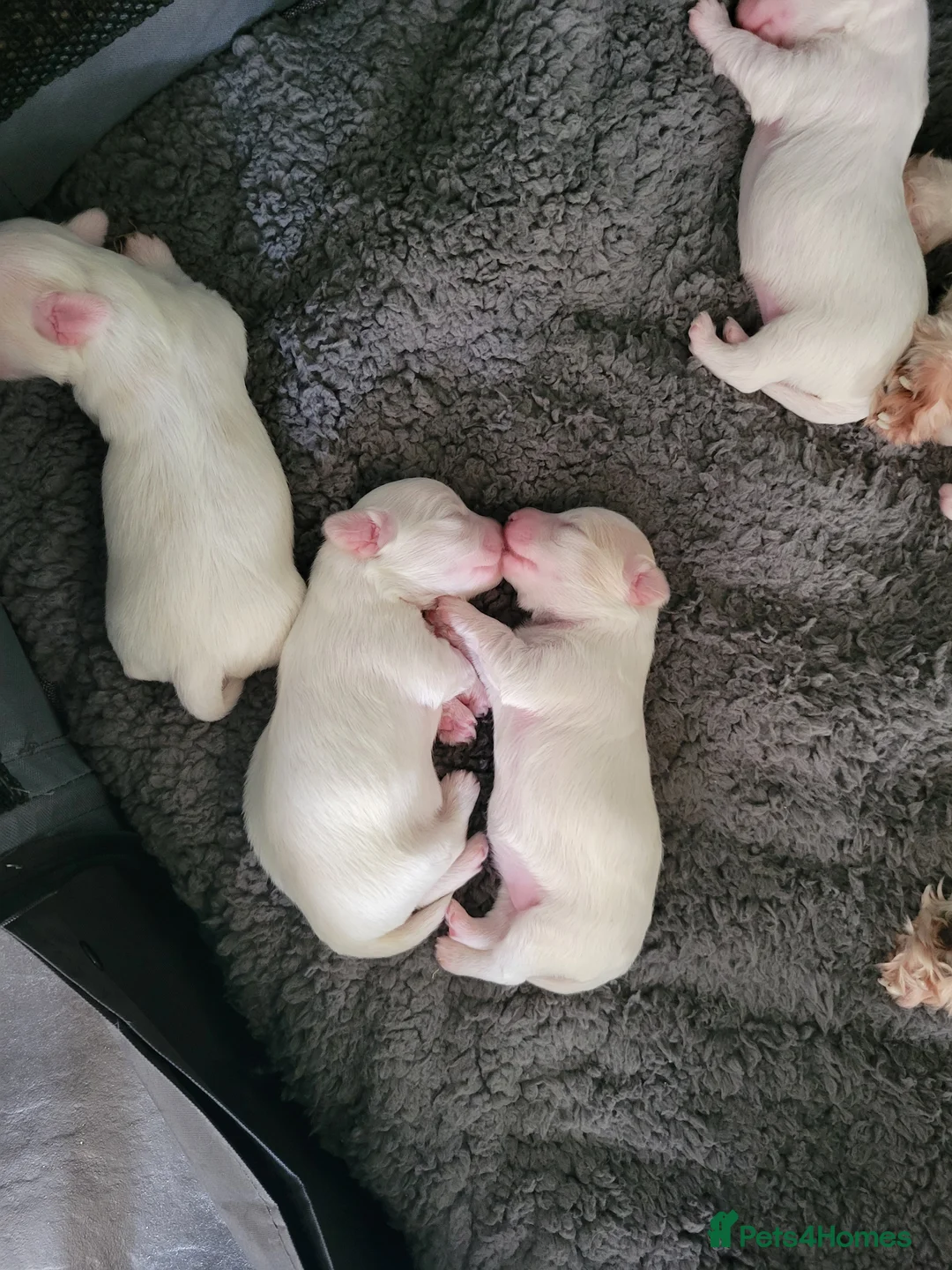 Bichon Frise dogs for sale: Bichon maltese mini in Rowley Regis - Advert 2