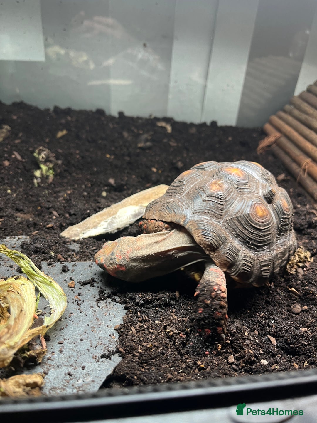 Tortoise reptiles for sale: 4 Year Old Red Footed Tortoise For Sale - Advert 5