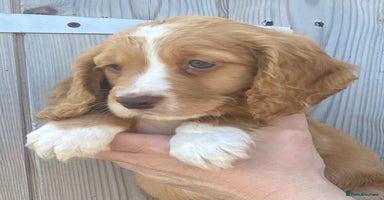 Cocker Spaniel dogs - Advert 8