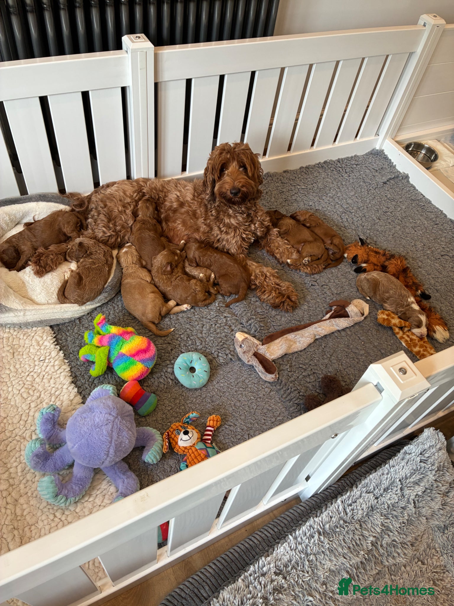 Australian Labradoodle dogs Australian Labradoodle - Advert 1