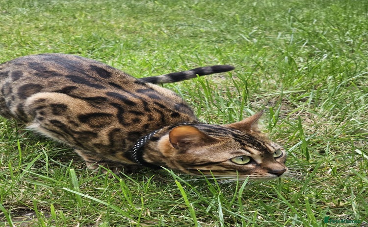 Bengal cats - Advert 16