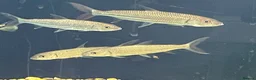 Other/Mixed Breed fish for sale: African tiger fish - Advert 5