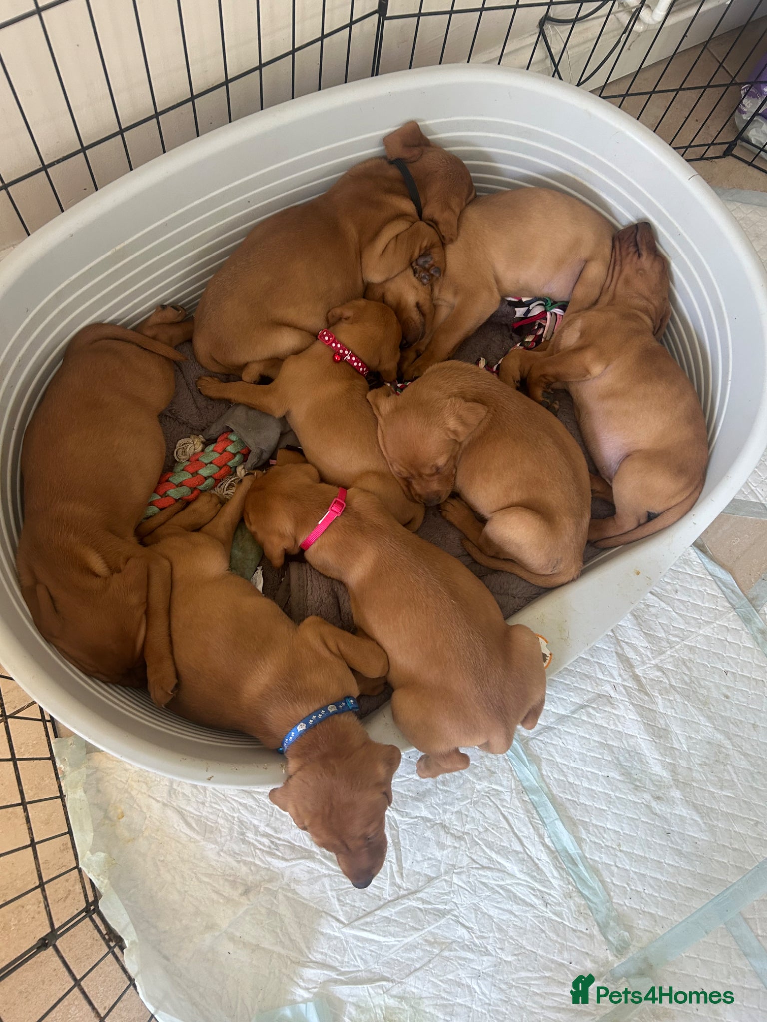 Mixed Breed dogs for sale: 8 beautiful red Vizslador puppies vizsla Labrador  - Advert 1