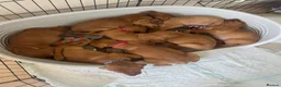 Mixed Breed dogs for sale: 8 beautiful red Vizslador puppies vizsla Labrador  in Ipswich - Advert 1