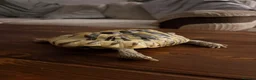 Tortoise reptiles for sale: Herman tortoise and horsefield tortoise  in Chard - Advert 3