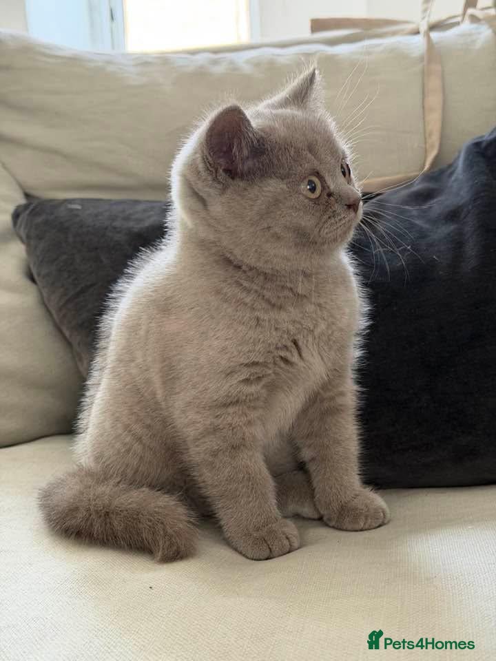 British Shorthair cats EXCEPTIONAL GCCF ACTIVE LILAC SHORTHAIR FEMALE - Advert 2