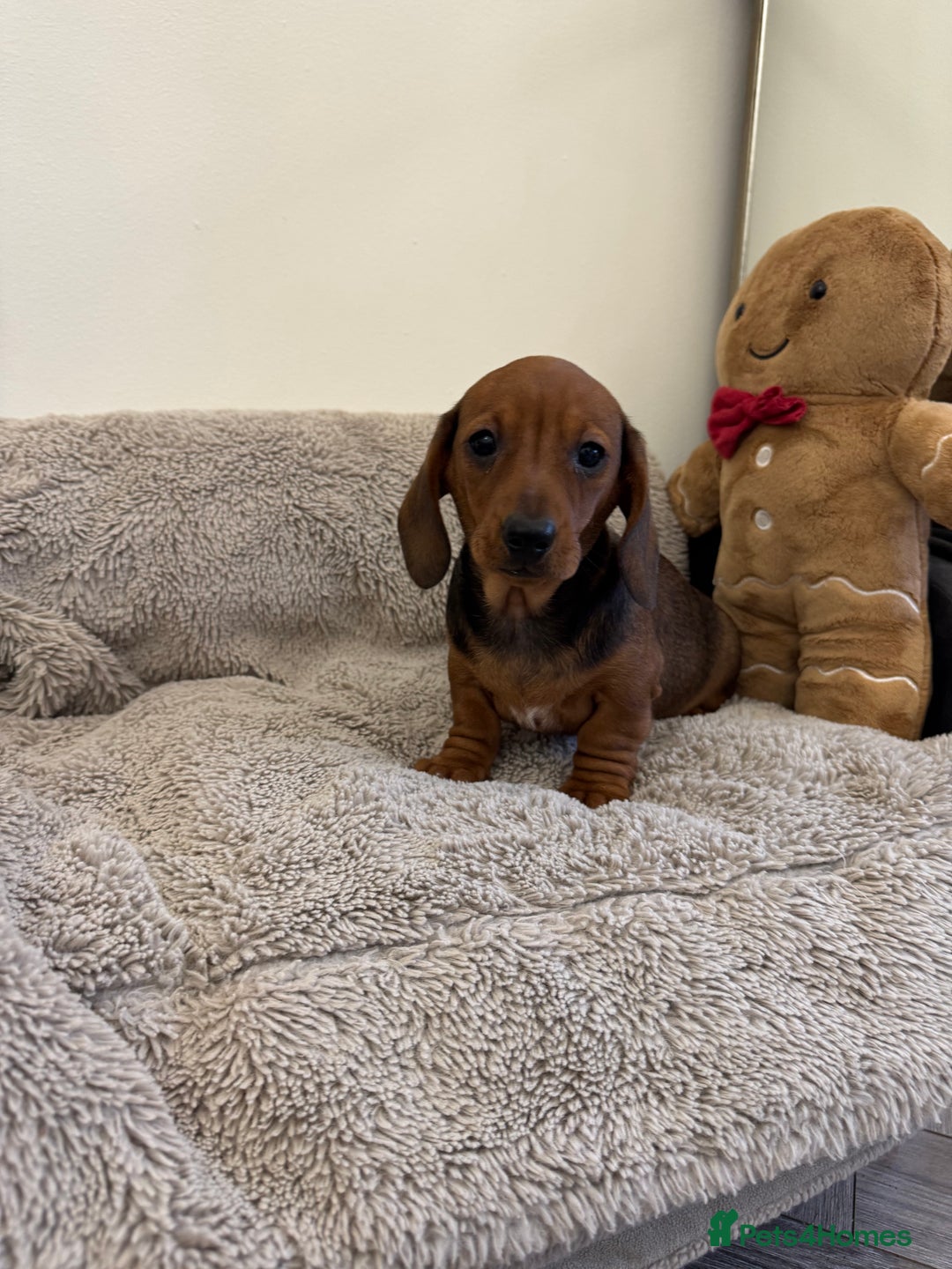 Miniature Dachshund dogs for sale: Miniature dachshund  - Advert 10