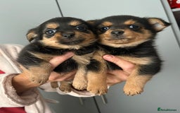 Yorkshire Terrier dogs for sale: Yorkshire terrier - Image 4
