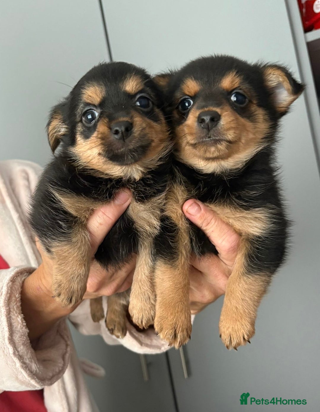 Yorkshire Terrier dogs for sale: Yorkshire terrier - Image 4