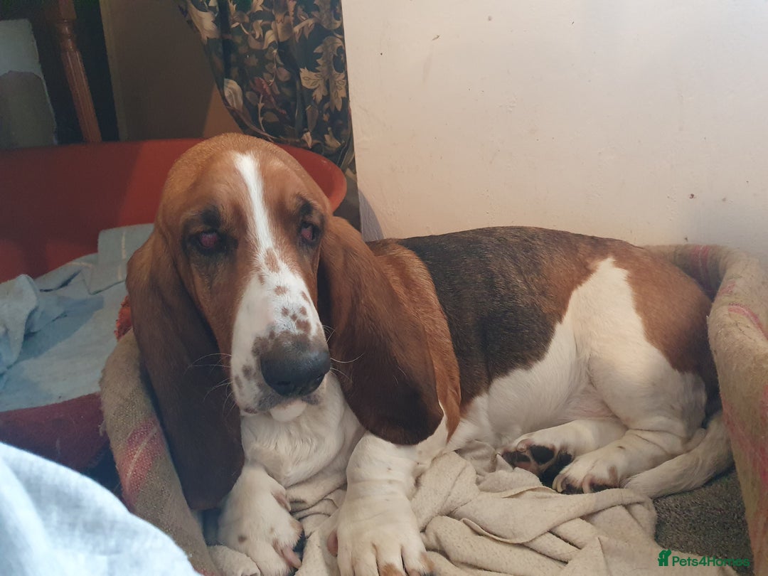 Basset Hound dogs for sale: Red and white basset boy available  - Image 10