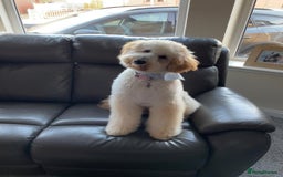 Goldendoodle dogs for sale: 🐶🐾🐶AUSTRALIAN DOUBLE DOODLE PUPPIES🐶🐾🐶 - Image 6