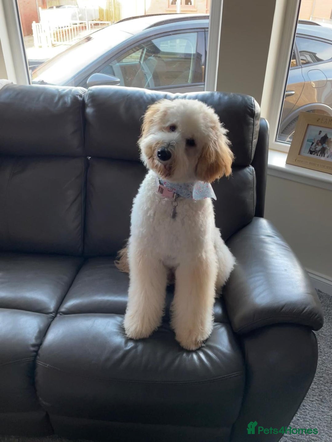 Goldendoodle dogs for sale: 🐶🐾🐶AUSTRALIAN DOUBLE DOODLE PUPPIES🐶🐾🐶 - Image 6