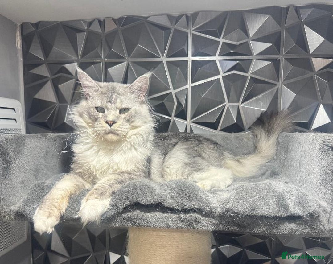 Maine Coon cats for sale: Maine Coon kittens/ Ready to Now    - Advert 6