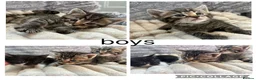 Mixed Breed cats for sale: kittens  - Advert 8