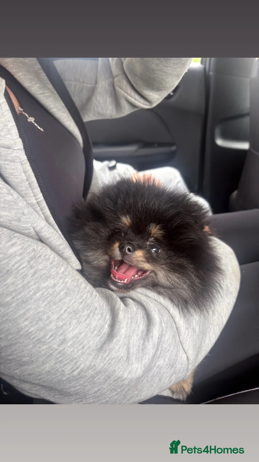 Pomeranian dogs for sale: Stunning Russian Pom  in Harlow - Advert 2