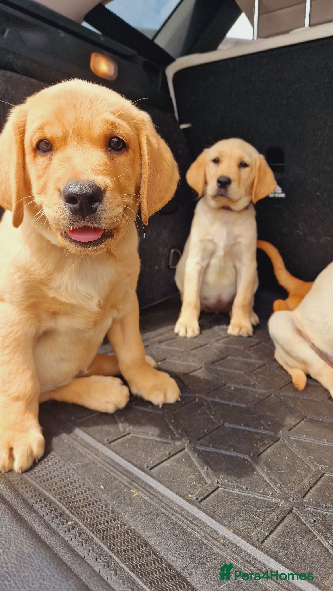 Labrador Retriever dogs READY NOW!!! KC registered Labrador Retriever  - Advert 1