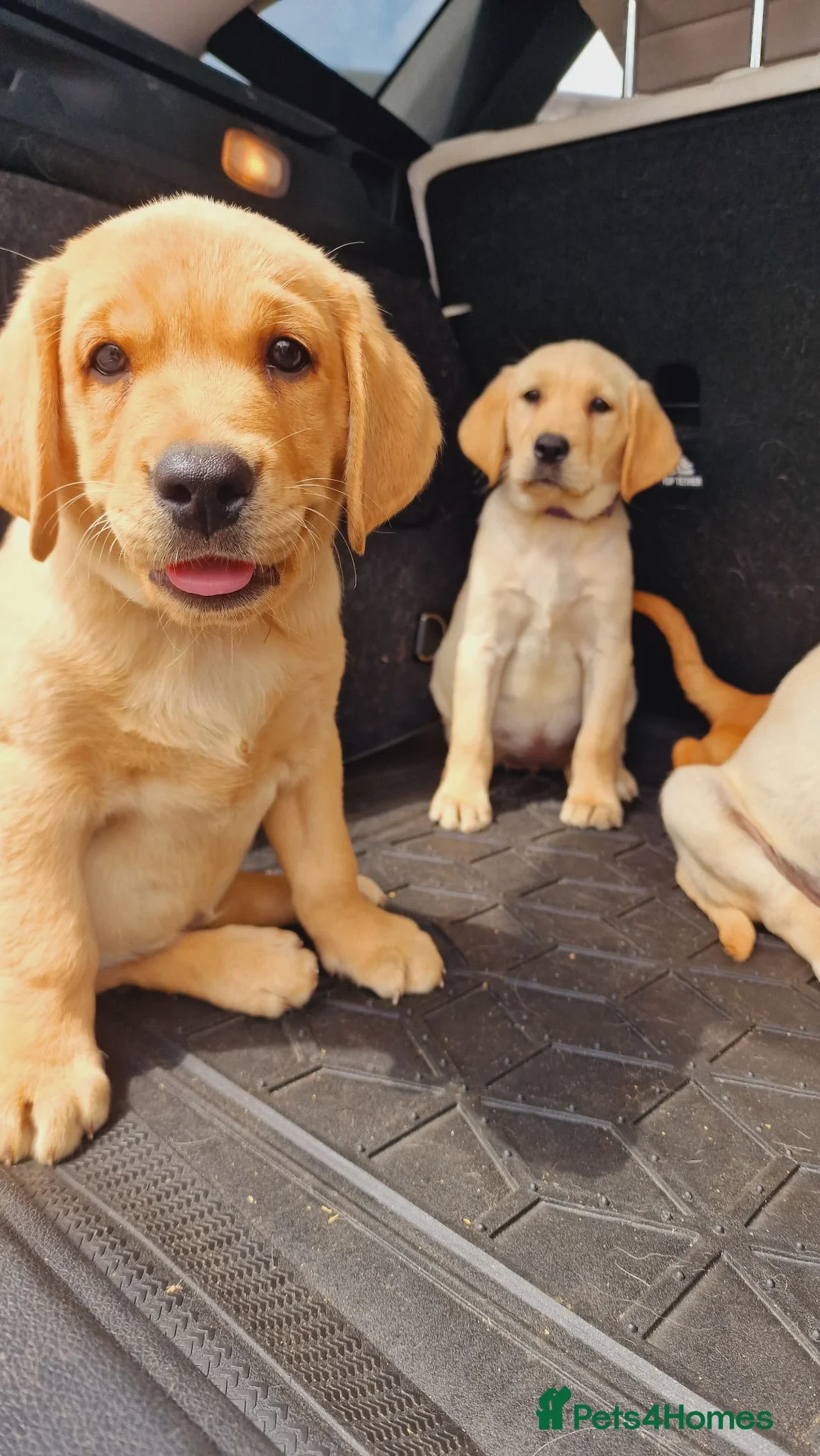 Labrador Retriever dogs for sale: READY NOW!!! KC registered Labrador Retriever  - Advert 2