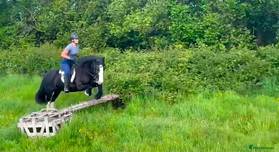 Irish Cob horses for sale: Mary the mothers dream - Loveable family member  - Advert 3