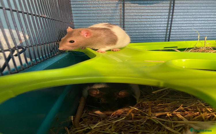 Rat rodents - Advert 1