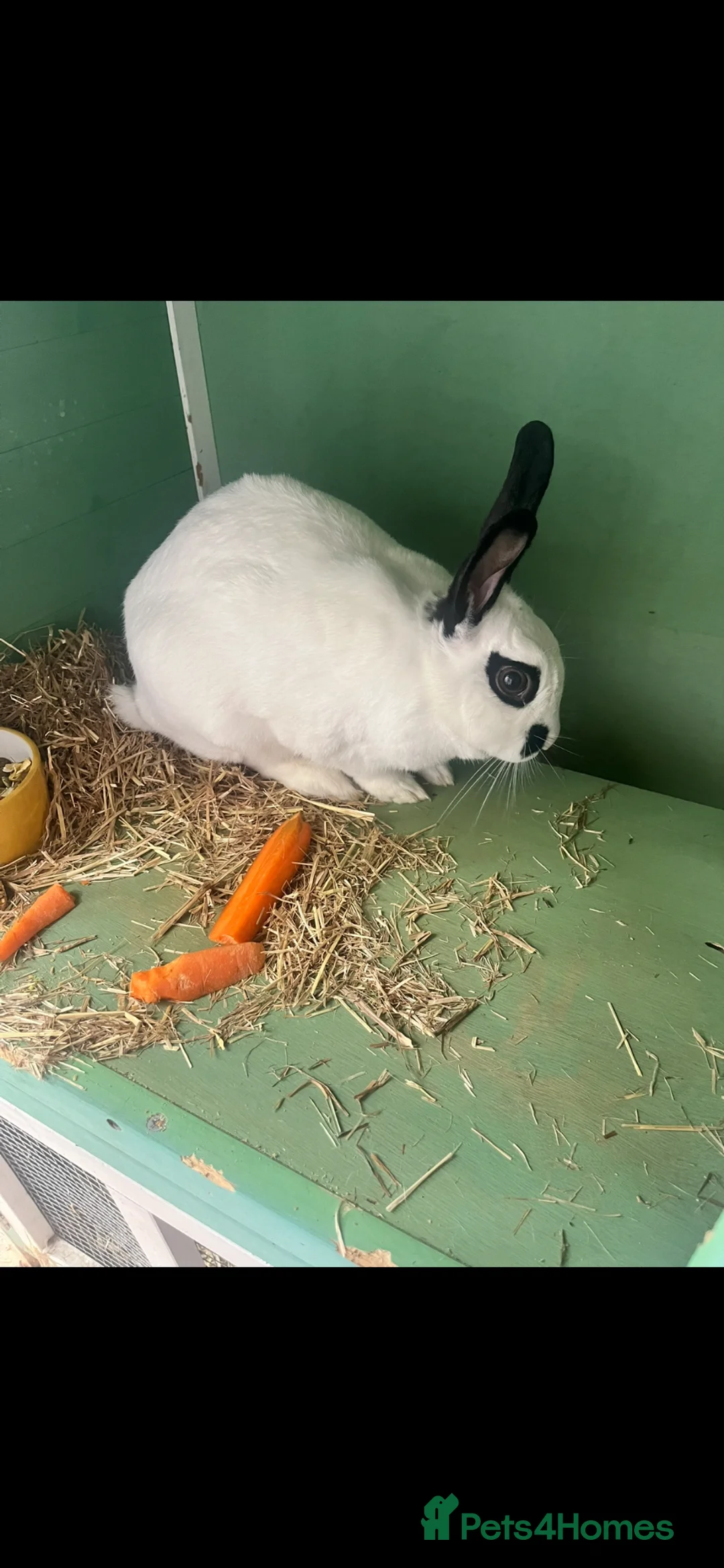 Mixed Breed rabbits for sale: Beautiful 2 year old female rabbit for rehoming  - Advert 2