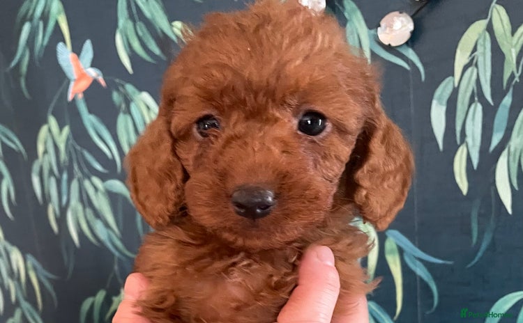 Labradoodle dogs - Advert 3