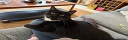 Mixed Breed cats for sale: Our beautiful Mochi 🐾🤍 - Advert 14