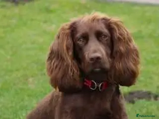 Sprocker dogs 7 sprocker pups ready now for new homes - Advert 3