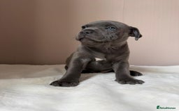 Staffordshire Bull Terrier dogs for sale: BLUEDOGCITY PHARON AT BULLSCAFF X WEDNESDAY ADDAMS - Image 6