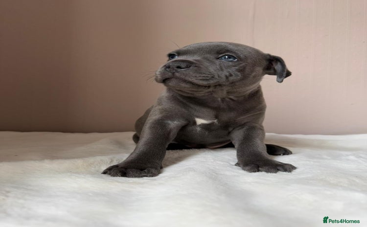 Staffordshire Bull Terrier dogs - Advert 10