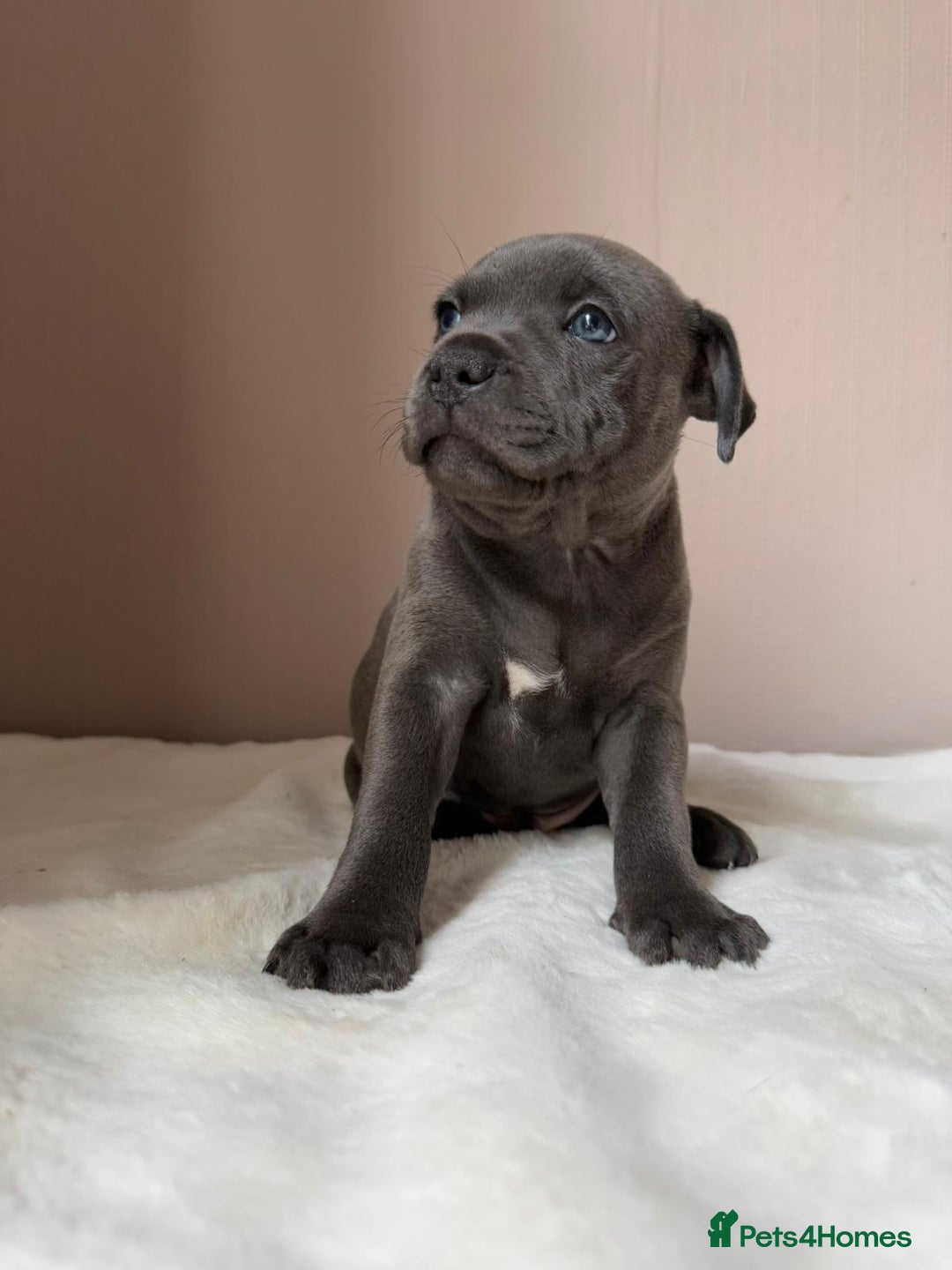 Staffordshire Bull Terrier dogs for sale: BLUEDOGCITY PHARON AT BULLSCAFF X WEDNESDAY ADDAMS - Image 6